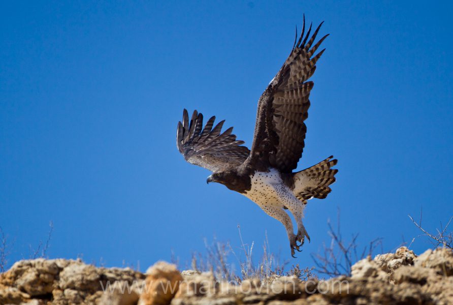 " Martial eagle in the Kgalagadi Transfrontier Park, South Africa"