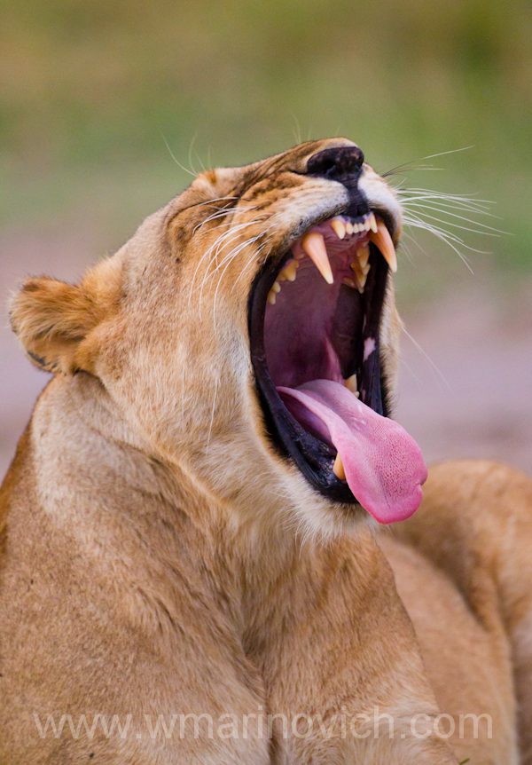 "Lioness yawning"