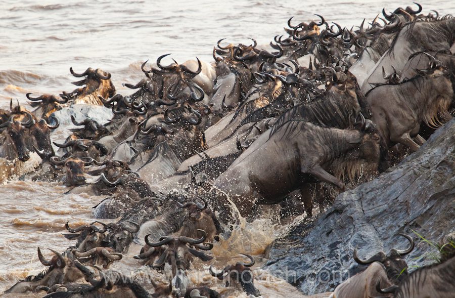 "Masai Mara wildebeest migration"