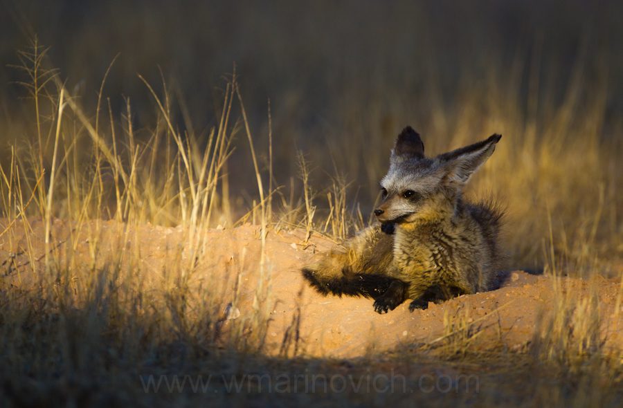 " Bat-eared fox in the Kgalagadi transfrontier Park, South Africa"