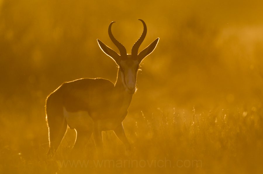 " Springbuck in the Kgalagadi Transfrontier Park, South Africa"