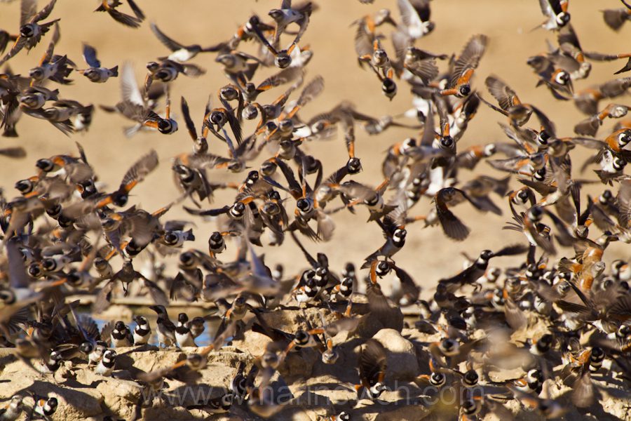 " Cape Sparrows, Kgalagadi Transfrontier Park, South Africa"