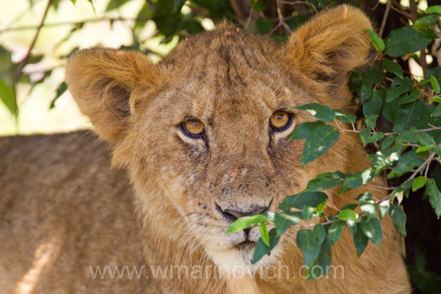 "Lion cub"