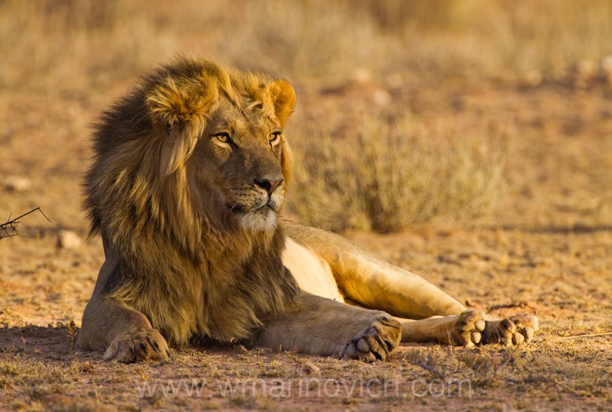 "Male lion in the Kgalagadi Transfrontier Park, South Africa"