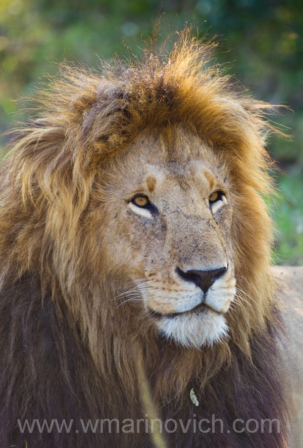 "Mara male lion"