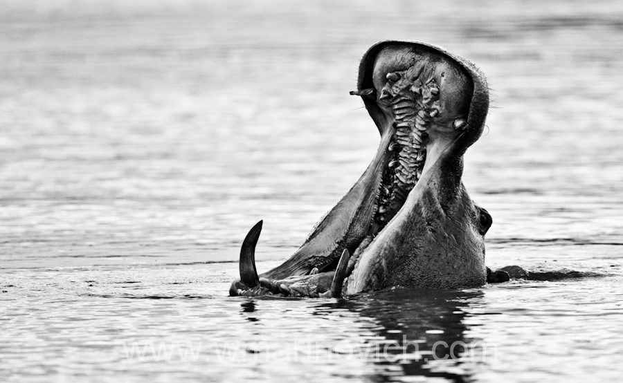 "Hippo in Water - Wayne Marinovich Photography"