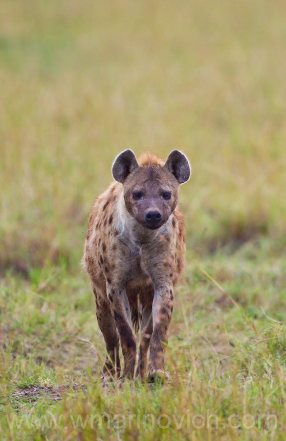 "Spotted hyena"
