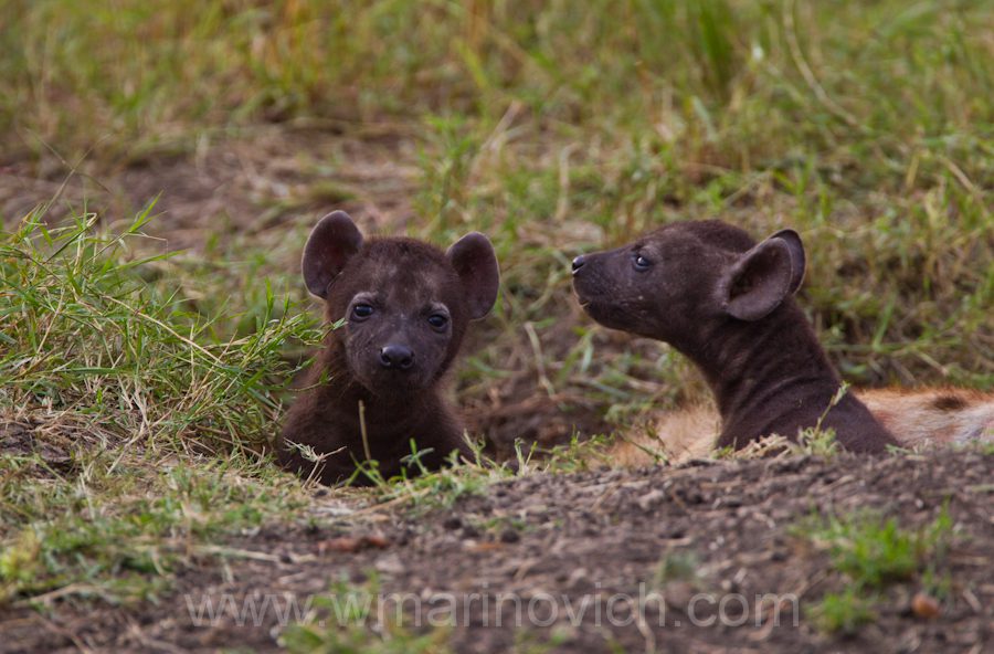 "Spotted hyena cubs"