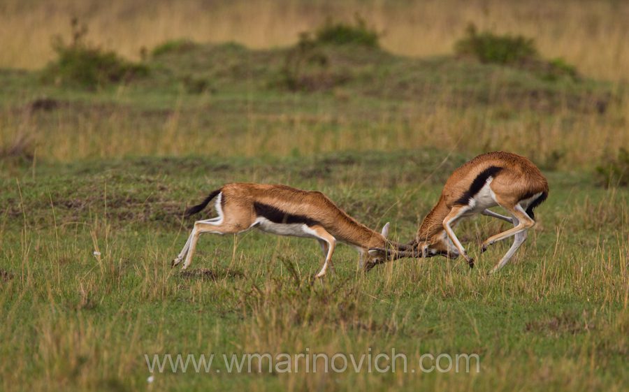 "Thomson gazelle fight"