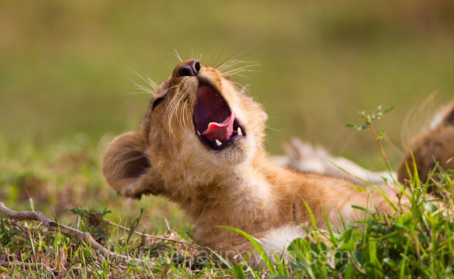 "Lion cub yawn"