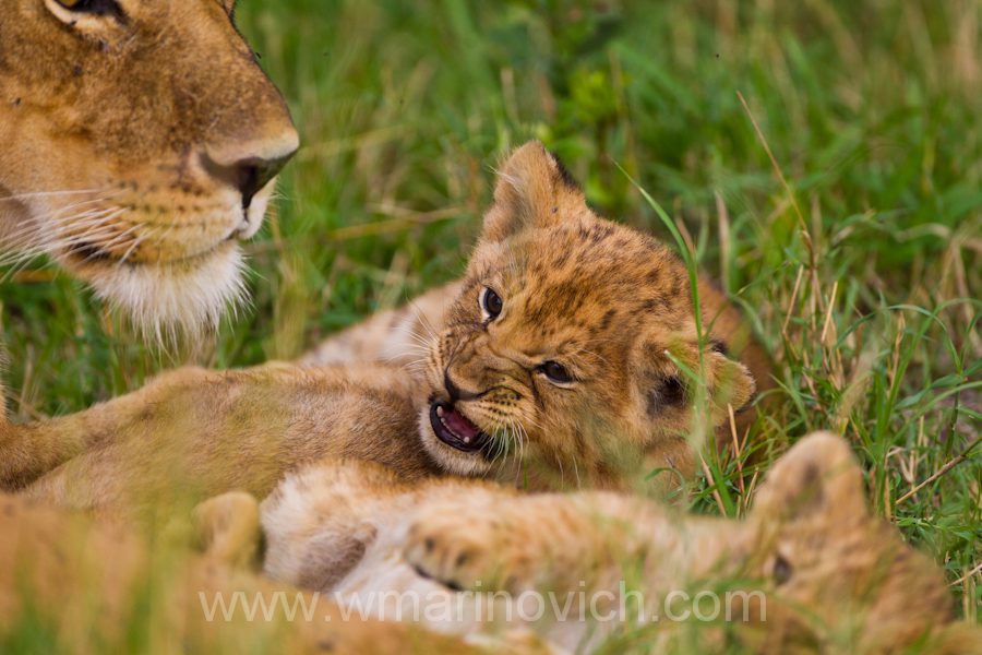 "Mara lion cub"