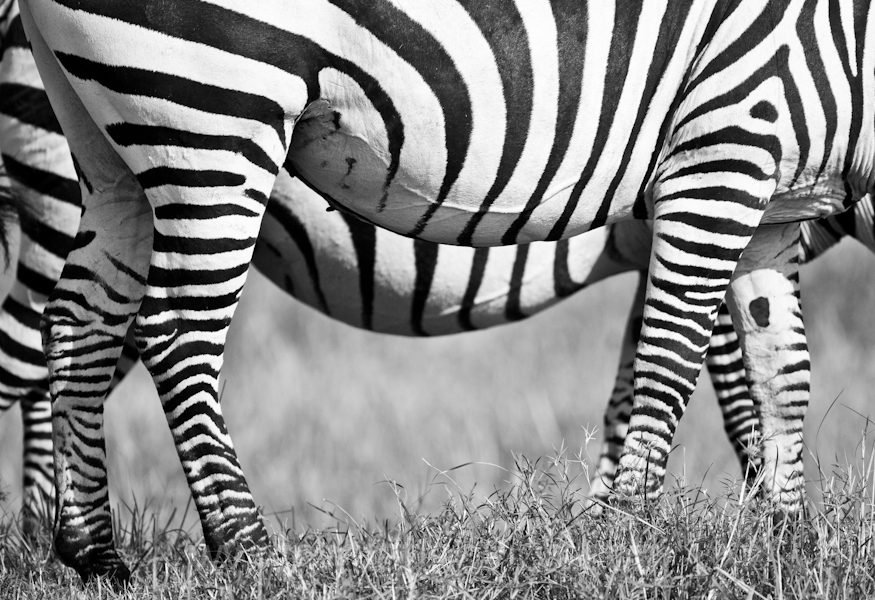 "Zebra belly"