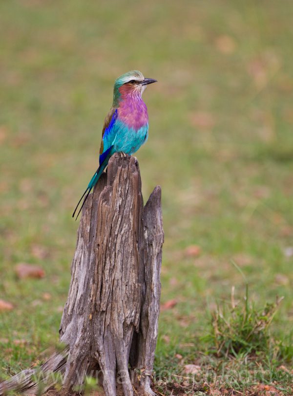 "Lilac breasted roller"