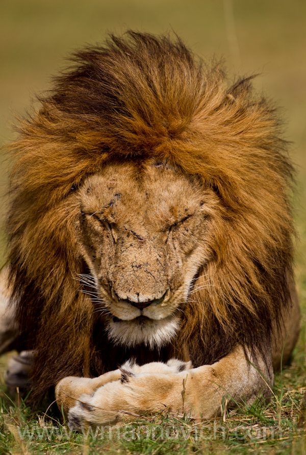 "Masai Mara Lion"