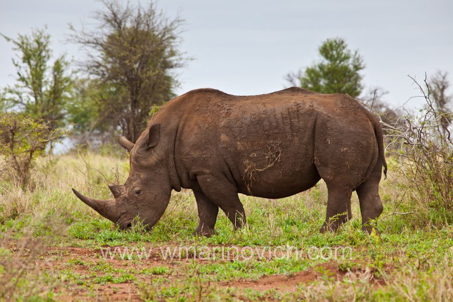"White-Rhino-poaching-crisis"