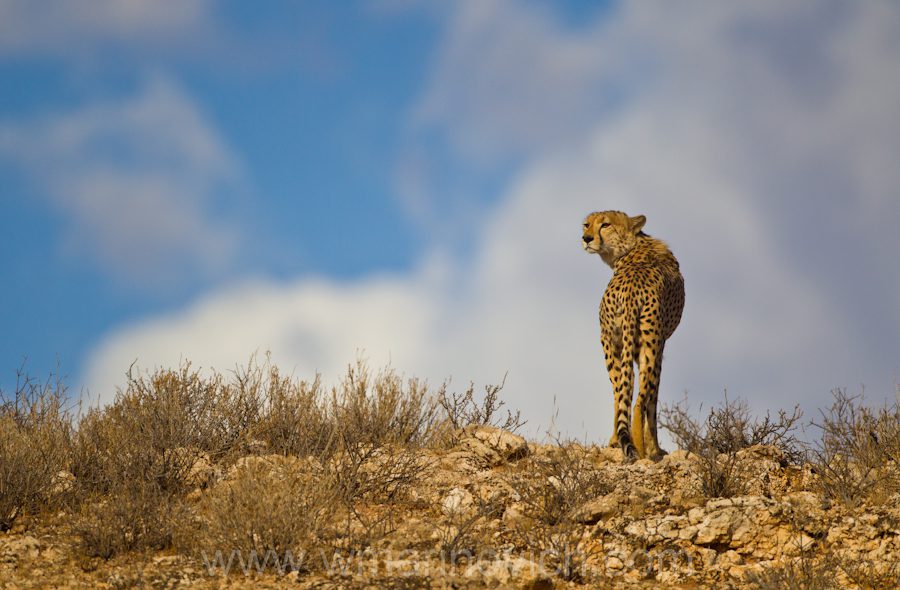 "cheetah skyline in the Kalahari"