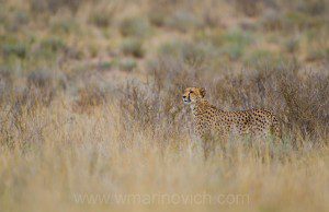 "Cheetah hunt In the Kgalagadi Transfrontier Park"
