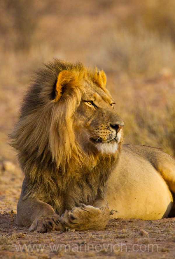 "Lion - Kgalagadi Transfrontier Park"