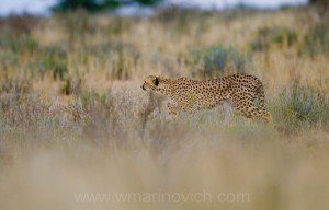 "Cheetah hunt in the Kgalagadi Transfrontier Park"