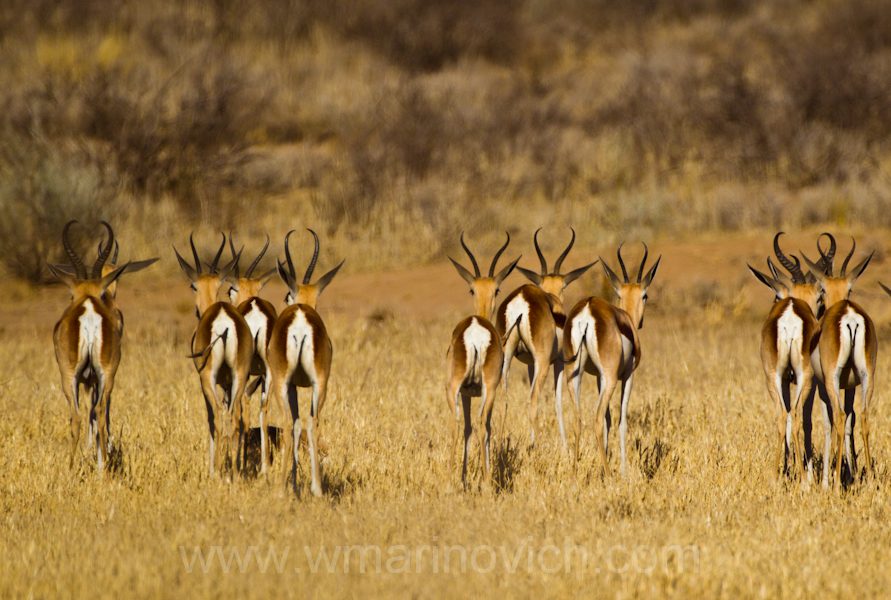 "Springbuck - Kgalagadi Transfrontier Park"