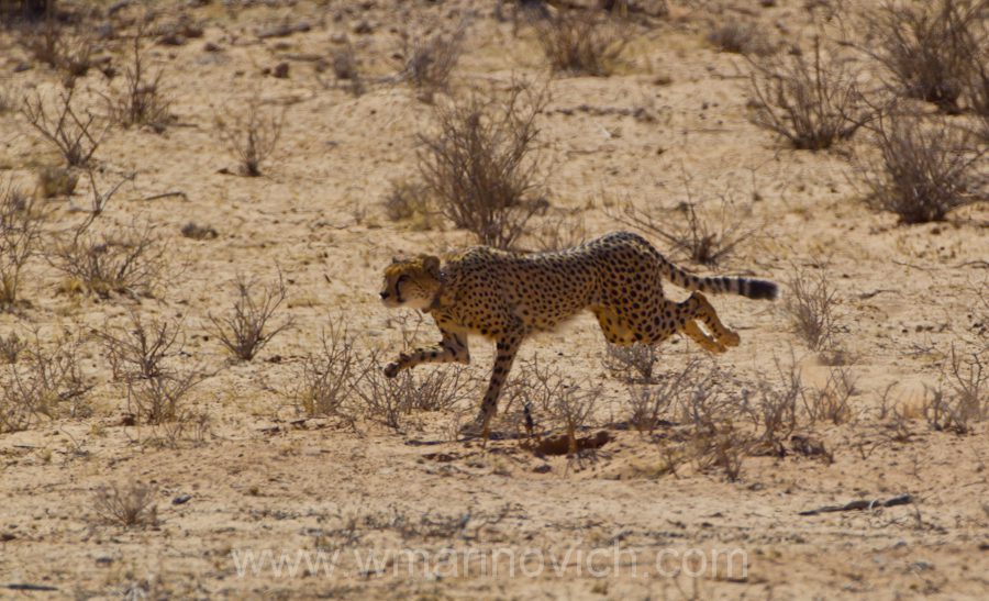 "Cheetah hunt - Marinovich Photography"