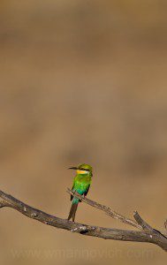 " Swallow-tailed Bee-eater - Kgalagadi Transfrontier Park"