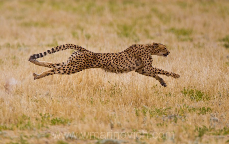 " Cheetah in full flight - Marinovich Photography"
