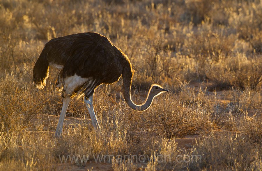 " Ostrich - Kgalagadi Transfrontier Park"