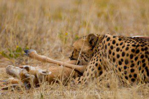 " Cheetah hunt in th Kgalagadi Transfrontier Park"