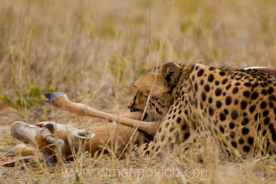 " Cheetah in the Kgalagadi Transfrontier Park"