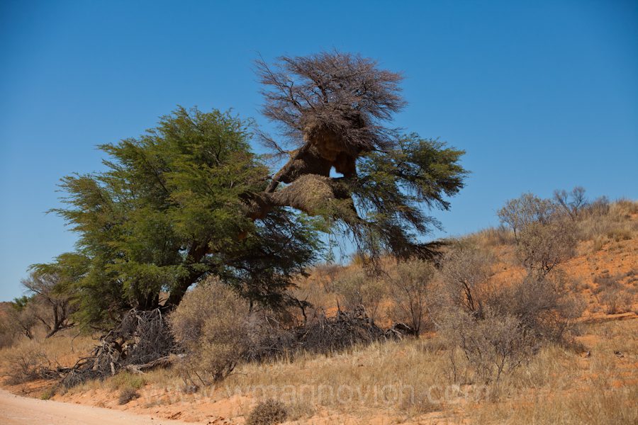 "Weaver nests - Kgalagadi Transfrontier Park"