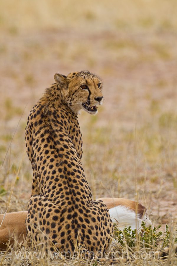 " Cheetah hunt in the Kgalagadi Transfrontier Park - marinovich photography"