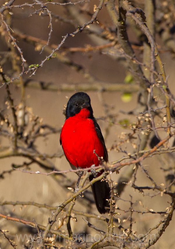 "Crimson-breasted Shrike -Kgalagadi Transfrontier Park"