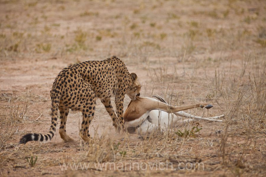 " Cheetah hunt - Marinovich Photography"