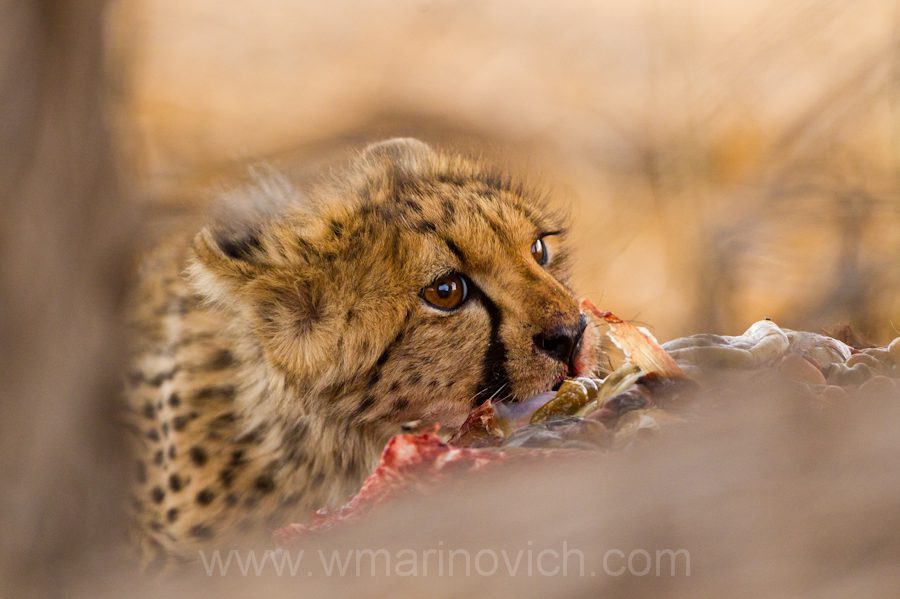 " Cheetah feeding - marinovich photography "