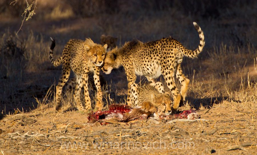 " Cheetah hunt in the Kgalagadi Transfrontier Park"