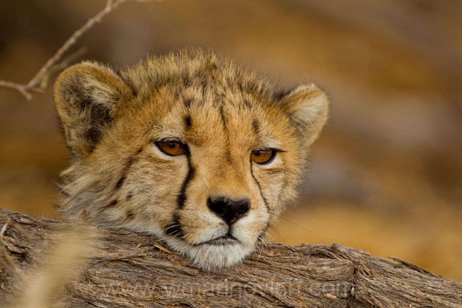 " Cheetah resting - Marinovich Photography"