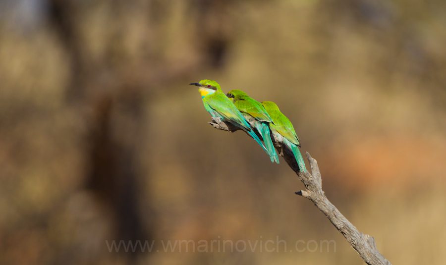 "Swallow-tailed Bee-eater - Kgalagadi Transfrontier Park"