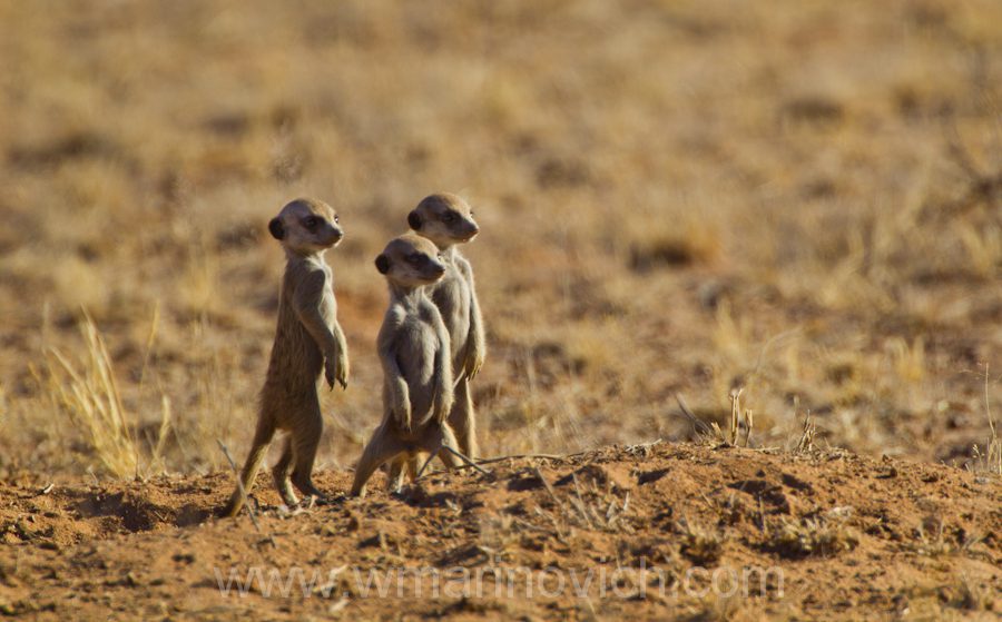 "Meerkat - Kgalagadi Transfrontier Park"