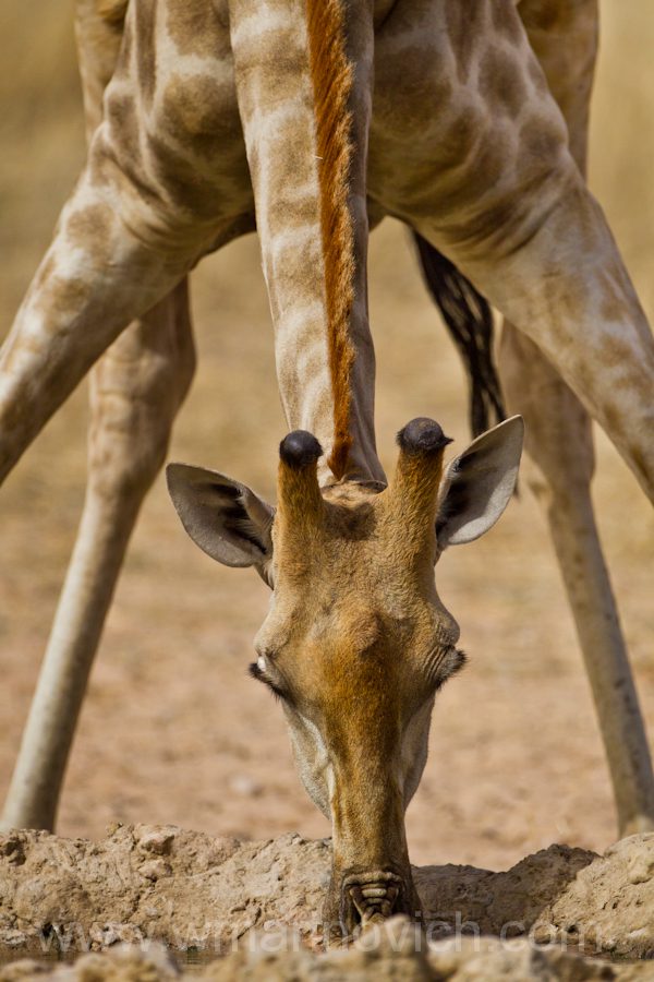 "Giraffe drinking - Kgalagadi Transfrontier Park"