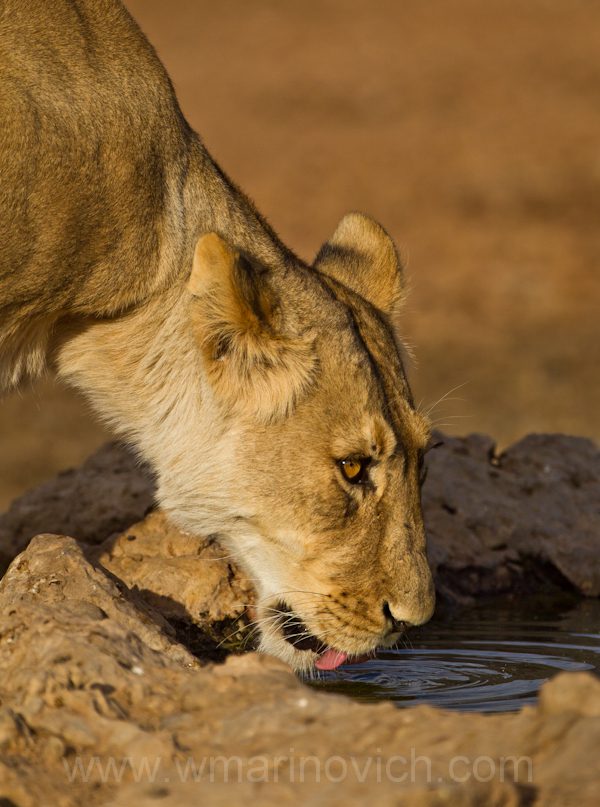 "Lioness - Kgalagadi Transfrontier Park"