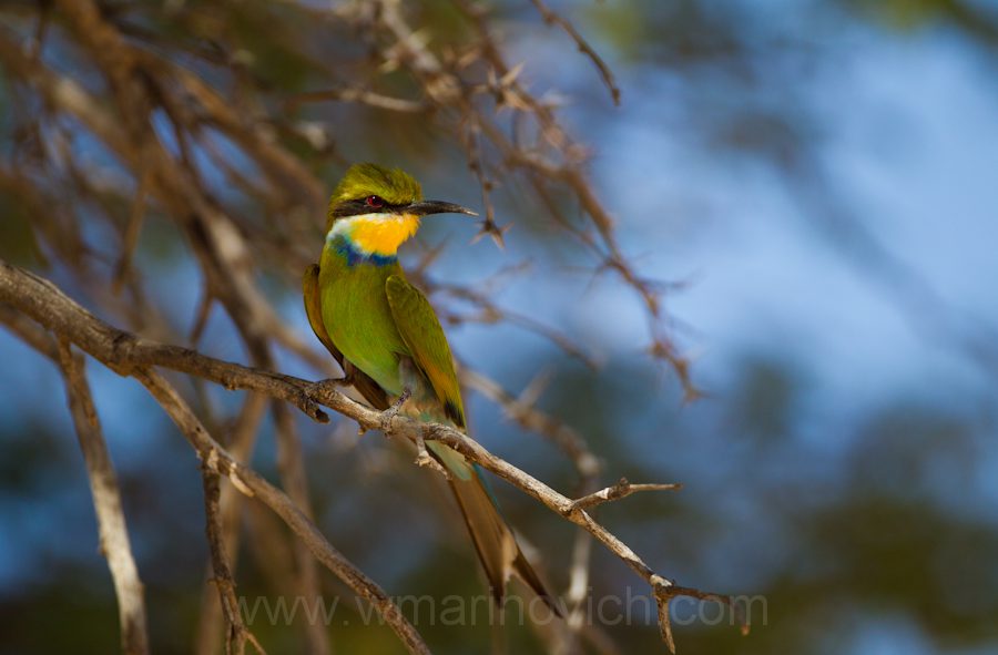 "Swallow-tailed Bee-eater - Kgalagadi Transfrontier Park"