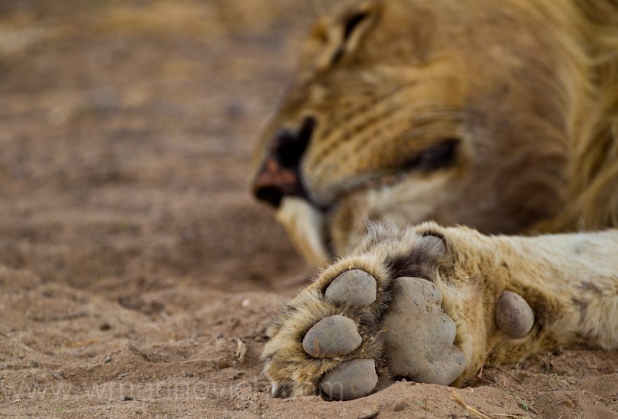 "Lion paw - Kgalagadi Transfrontier Park"