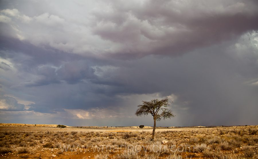 "Kalahari rainstorm - Kgalagadi Transfrontier Park"