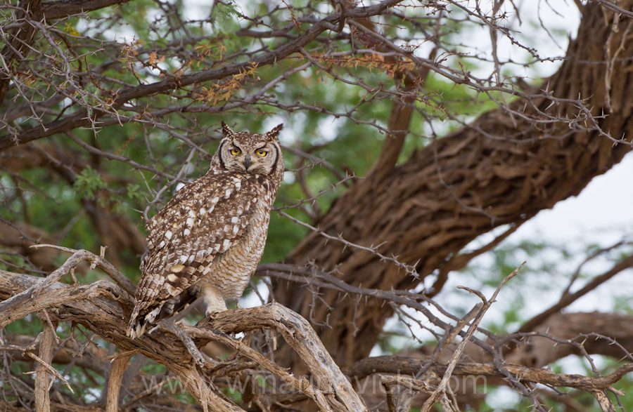 "Spotted Eagle Owl - Kgalagadi Transfrontier Park"