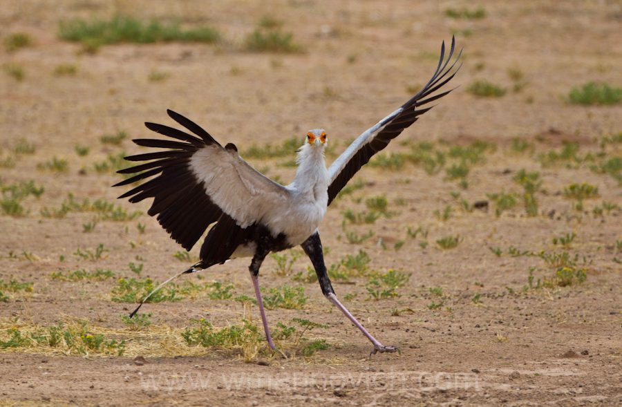 "Secretarybird - Kgalagadi Transfrontier Park"
