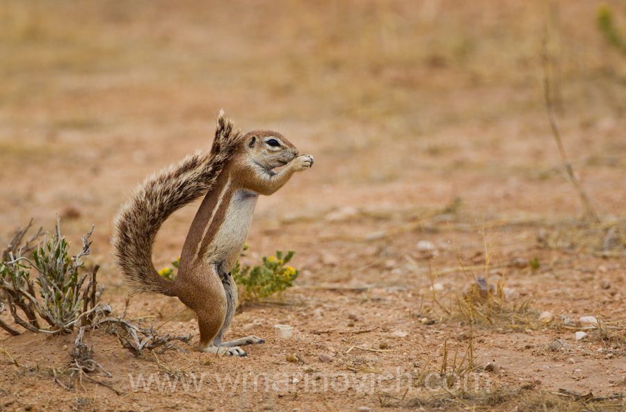 "Ground squirrel - Kgalagadi Transfrontier Park"