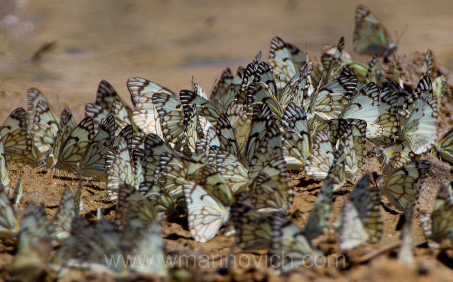 "Kalahari butterflies - Kgalagadi Transfrontier Park"