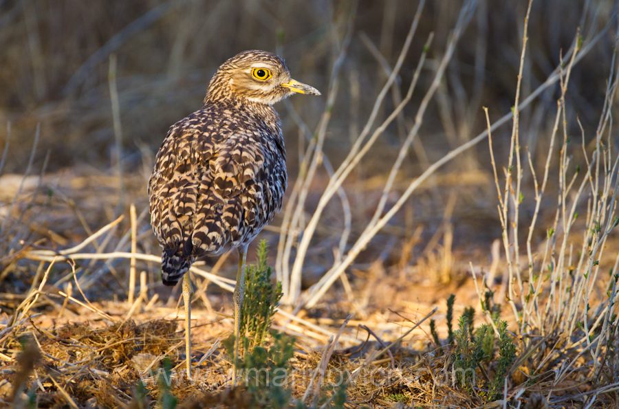 "Spotted thick-knee - Kgalagadi Transfrontier Park"