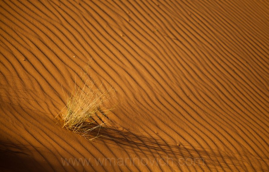 "Kalahari Dune grass"